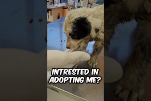 Abandoned Puppy's New Life