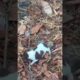 Abandoned puppy 🥲 #abandoneddogs #dog #pets #abandonedanimals #poorpuppy #animals #puppy #comedy