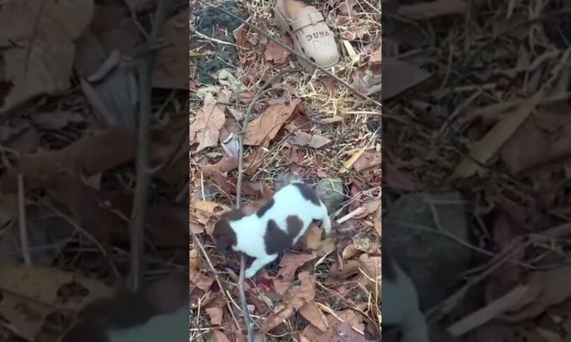 Abandoned puppy 🥲 #abandoneddogs #dog #pets #abandonedanimals #poorpuppy #animals #puppy #comedy