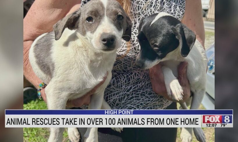 About 100 animals rescued from home on Prospect Street in High Point