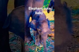 Adorable Baby Elephant Playing in the Wild 😜 #viral #trending #shorts #animals