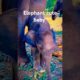 Adorable Baby Elephant Playing in the Wild 😜 #viral #trending #shorts #animals