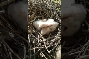 Adorable Eagle Chicks Playing in the Nest (p1)#viral #trending #shortsfeed #shorts