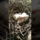 Adorable Eagle Chicks Playing in the Nest (p1)#viral #trending #shortsfeed #shorts