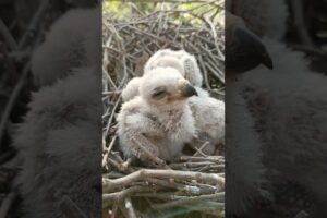 Adorable Eagle Chicks Playing in the Nest (p5)#viral #trending #shortsfeed #shorts