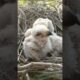 Adorable Eagle Chicks Playing in the Nest (p5)#viral #trending #shortsfeed #shorts