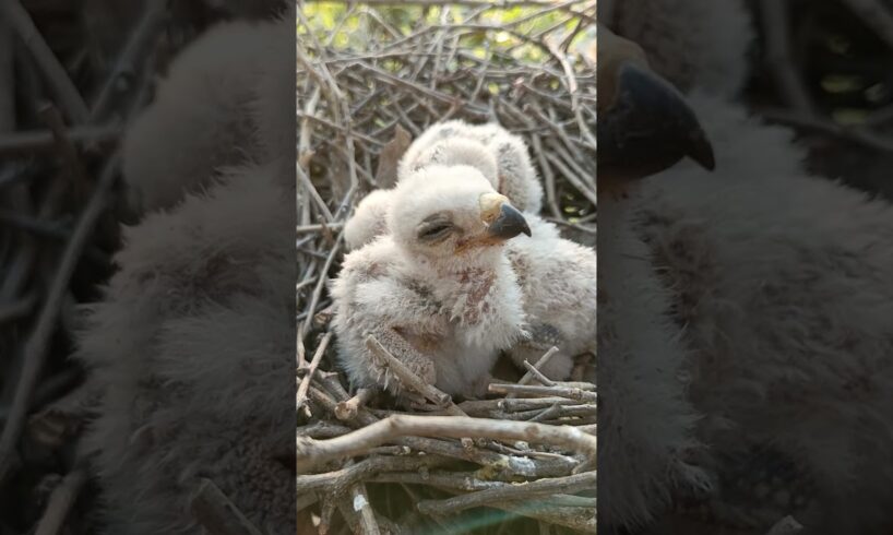 Adorable Eagle Chicks Playing in the Nest (p5)#viral #trending #shortsfeed #shorts