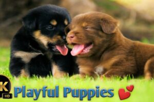 Adorable Puppies 🐶💕|| World's CUTEST Puppies || Cute 4K Dogs and Puppy🤩❤️💯