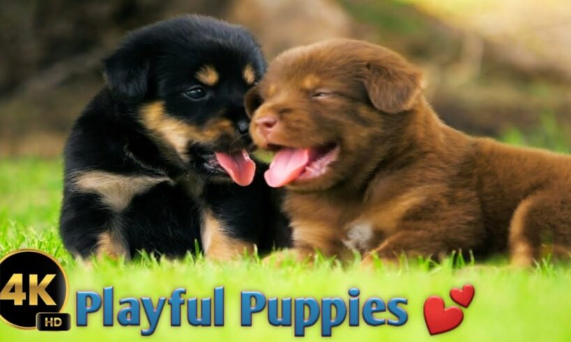 Adorable Puppies 🐶💕|| World's CUTEST Puppies || Cute 4K Dogs and Puppy🤩❤️💯