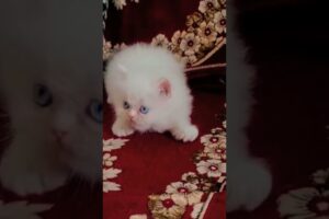 😘🥰Adorable kitten play 🥰🥰😍( cute kitten) pets( animals)