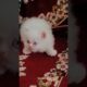 😘🥰Adorable kitten play 🥰🥰😍( cute kitten) pets( animals)