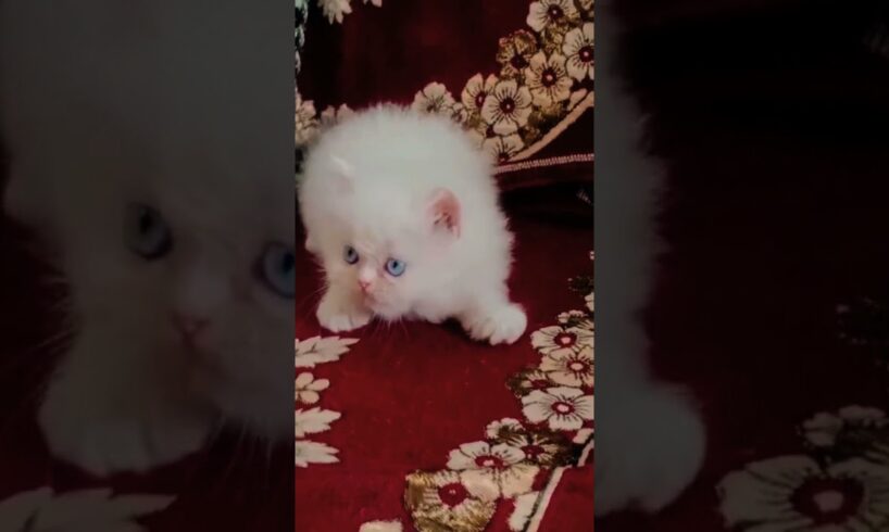 😘🥰Adorable kitten play 🥰🥰😍( cute kitten) pets( animals)