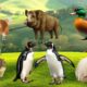 Amazing Familiar Animals Playing Sound: Lion, Otter, Elephant, Ostrich, Stork, Penguin, Red Panda,..