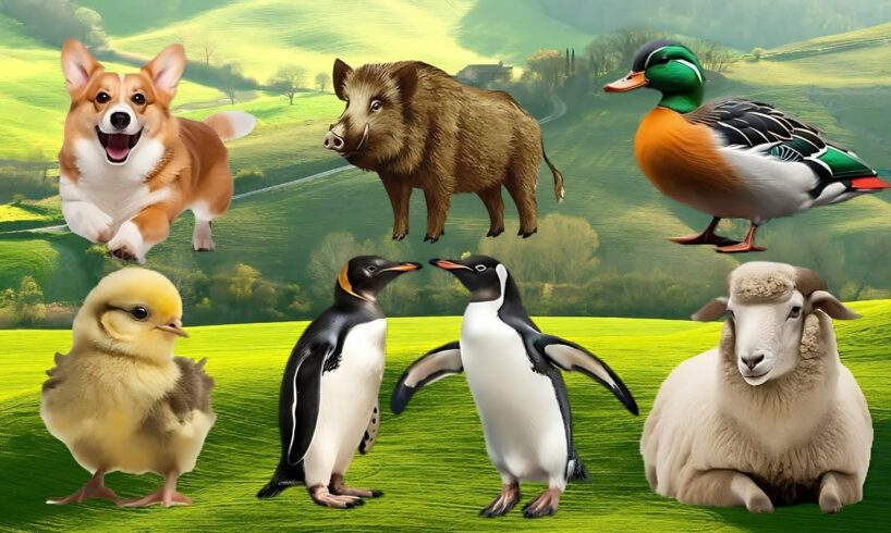 Amazing Familiar Animals Playing Sound: Lion, Otter, Elephant, Ostrich, Stork, Penguin, Red Panda,..