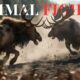 Animal Fights in the Wild |  Greatest Animal Fights | GeoWild