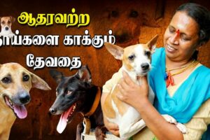 Animal Rescue | Chennai Woman Raises 40+ Street dogs | IBC