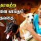 Animal Rescue | Chennai Woman Raises 40+ Street dogs | IBC