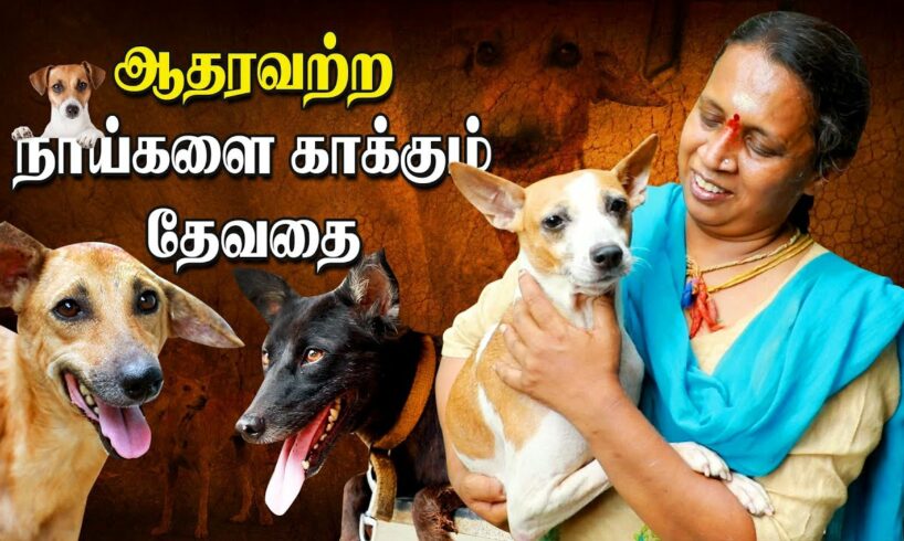 Animal Rescue | Chennai Woman Raises 40+ Street dogs | IBC