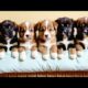 Animal Sounds : Dog Video - Dog Sounds - Dog Lover - Cutest Puppies - Cute Babies And Puppies