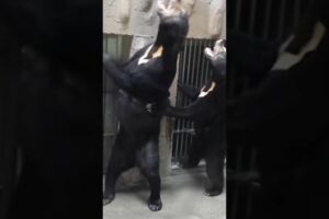 Animal bear Fight in❤️Hindi 😯😯(wait for end)#viral #funny #shorts #bear #viral