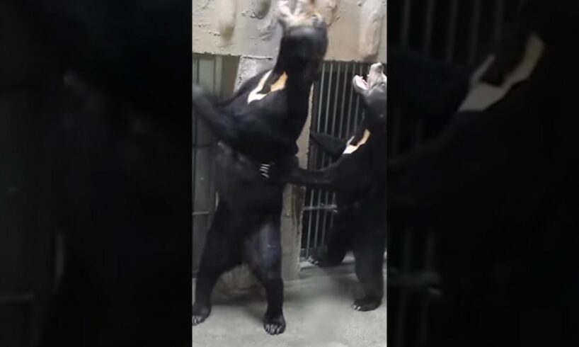 Animal bear Fight in❤️Hindi 😯😯(wait for end)#viral #funny #shorts #bear #viral