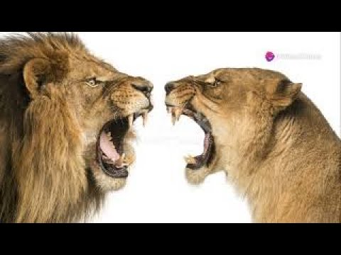 Animals Fight || Animal Battle Never Filmed ||Animals Fights in Jungle|| Animals Life In Jungle||