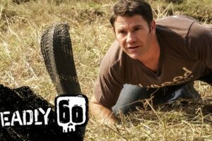 Awesome King Cobra | Deadly 60 | BBC Earth Kids