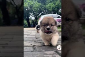 Aww, So Adorable & Cute Puppies Cuteness Overloaded! 🐶😍😘 -EPS1047  #cutestpuppies