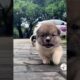 Aww, So Adorable & Cute Puppies Cuteness Overloaded! 🐶😍😘 -EPS1047  #cutestpuppies