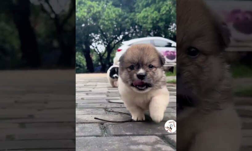 Aww, So Adorable & Cute Puppies Cuteness Overloaded! 🐶😍😘 -EPS1047  #cutestpuppies