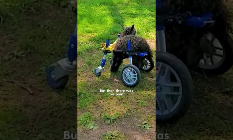 Baby Goat Stands Up With Dog's Help! | The Dodo