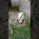 Baby 🐥 Puppy🐶 Rescue😭🛟#shorts #newbornpuppy #rescue #rescuepuppy #abandonedpuppy #adopt #fyp #viral