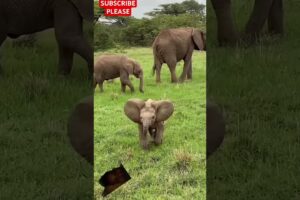 Baby elephant playing with her mom || baby elephant | elephant @CooX7 @irshitsharma5374 #animal