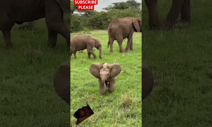 Baby elephant playing with her mom || baby elephant | elephant @CooX7 @irshitsharma5374 #animal