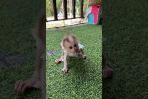 Baby sit play alone #shortvideo #cute #monkey #animals #shorts #youtube