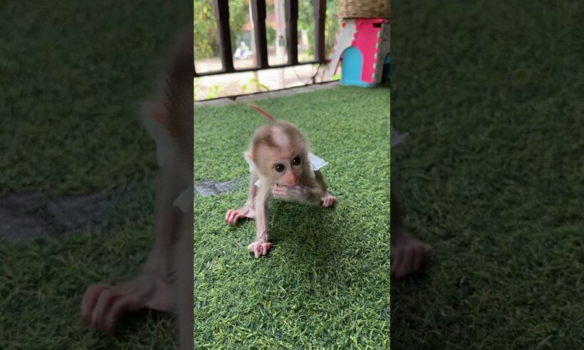 Baby sit play alone #shortvideo #cute #monkey #animals #shorts #youtube