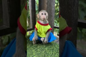 Baby sit play alone #shortvideo #cute #monkey #usa #animals #shorts #short