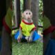 Baby sit play alone #shortvideo #cute #monkey #usa #animals #shorts #short