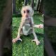 Baby sit play and sucking hands #shortvideo #cute #monkey #animals #shorts #short #baby