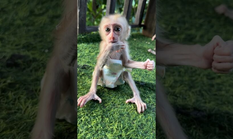 Baby sit play and sucking hands #shortvideo #cute #monkey #animals #shorts #short #baby