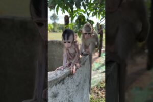 Baby sit play outside #shorts #short #shortvideo #cute #monkey #usa #animals