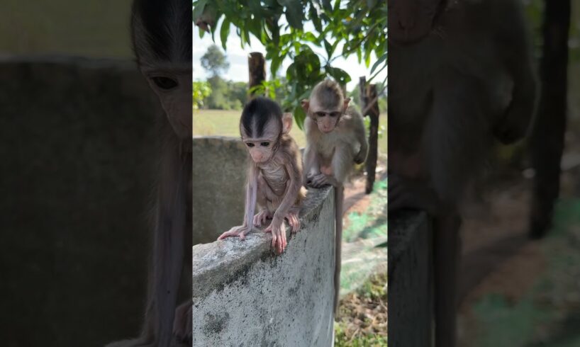 Baby sit play outside #shorts #short #shortvideo #cute #monkey #usa #animals