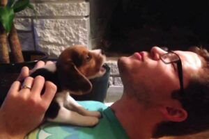 Beagle puppy learning to howl