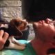 Beagle puppy learning to howl