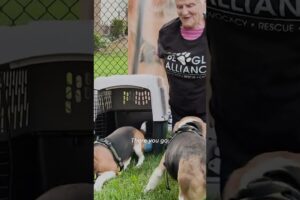 Beagle shelter rescues three dogs from animal testing facility #Shorts