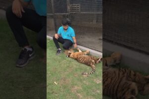 Bengal Tiger want to play | Rahib Malik |#india #tiger #animals #pets #cub #top #viral