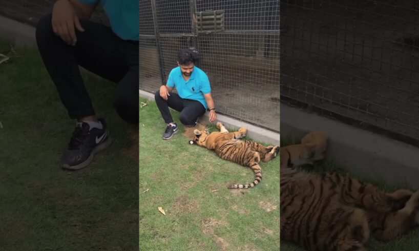 Bengal Tiger want to play | Rahib Malik |#india #tiger #animals #pets #cub #top #viral