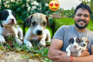 Billo 🐩 Se Cute Puppies Le Aye 😍