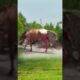 Bison attacked by Komodo crabs - Wild animals at close range - Animal combat power competition