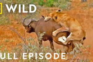 Blood Feud (Full Episode) | Animal Fight Night